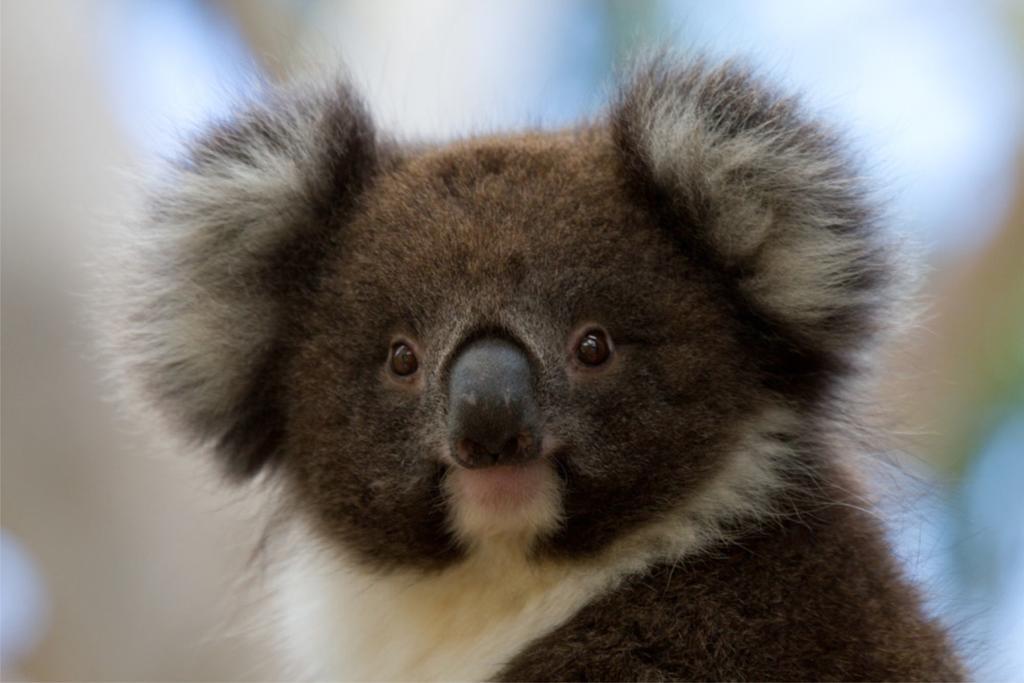 Bimbi Park - Camping Under Koalas Cape Otway Exterior photo
